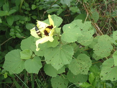 Hibiscus calyphyllus