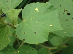 Hibiscus calyphyllus