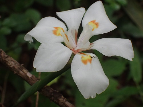 Image of Dietes butcheriana by (c) Mahomed Desai, some rights reserved (CC BY)