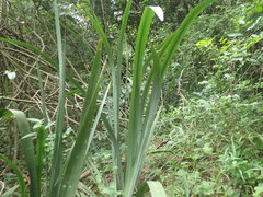 Dietes butcheriana, photograph (c) Mahomed Desai, some rights reserved (CC BY)