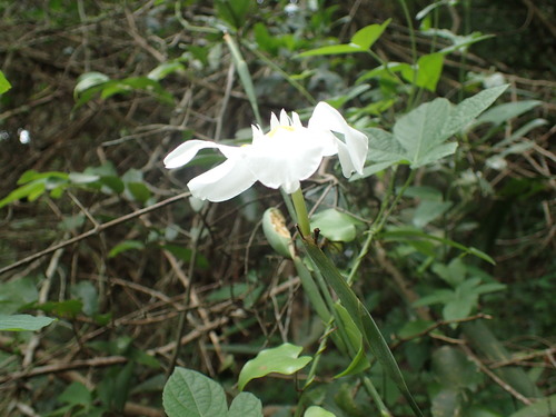Image of Dietes butcheriana by (c) Mahomed Desai, some rights reserved (CC BY)