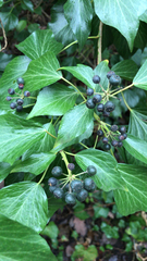 Hedera helix