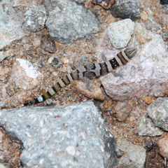 Sphaerodactylus nigropunctatus