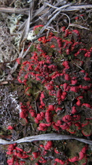 Cladonia lopezii
