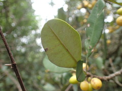 Manilkara discolor