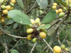 Manilkara discolor