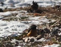 Phoenicurus auroreus