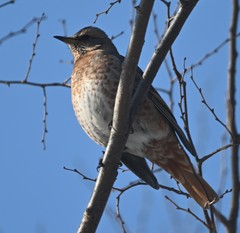 Turdus naumanni