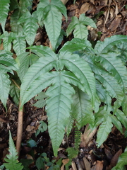 Tectaria subtriphylla