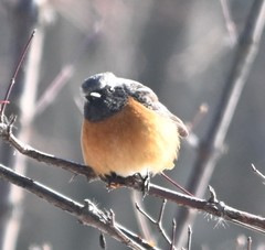 Phoenicurus auroreus