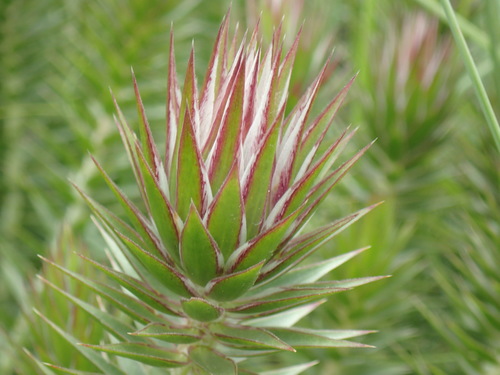 Image of Macledium speciosum by (c) Mahomed Desai, some rights reserved (CC BY)