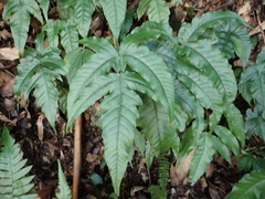 Tectaria subtriphylla