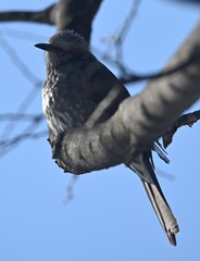 Hypsipetes amaurotis