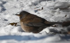 Turdus pallidus