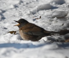 Turdus pallidus