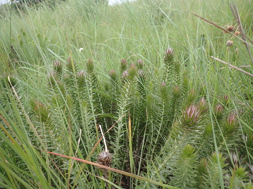 Image of Macledium speciosum by (c) Mahomed Desai, some rights reserved (CC BY)