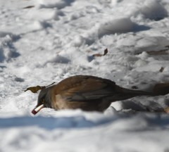 Turdus pallidus