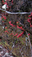 Cladonia lopezii
