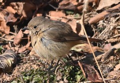 Phoenicurus auroreus