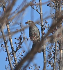 Hypsipetes amaurotis