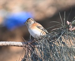 Fringilla montifringilla