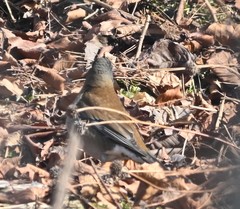 Turdus pallidus