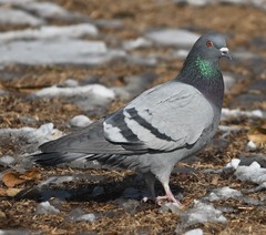 Columba livia domestica