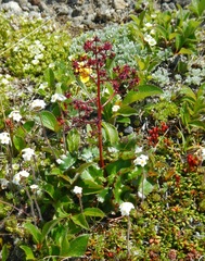 Micranthes purpurascens