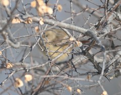 Phoenicurus auroreus