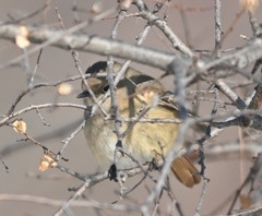 Phoenicurus auroreus