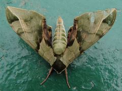 Callambulyx tatarinovii