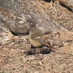 Phoenicurus auroreus