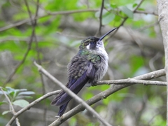 Lampornis viridipallens