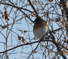 Fringilla montifringilla
