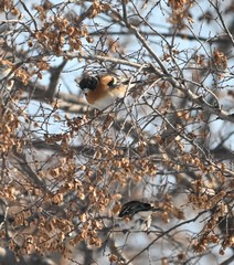 Fringilla montifringilla
