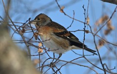 Fringilla montifringilla