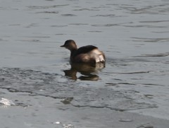 Tachybaptus ruficollis
