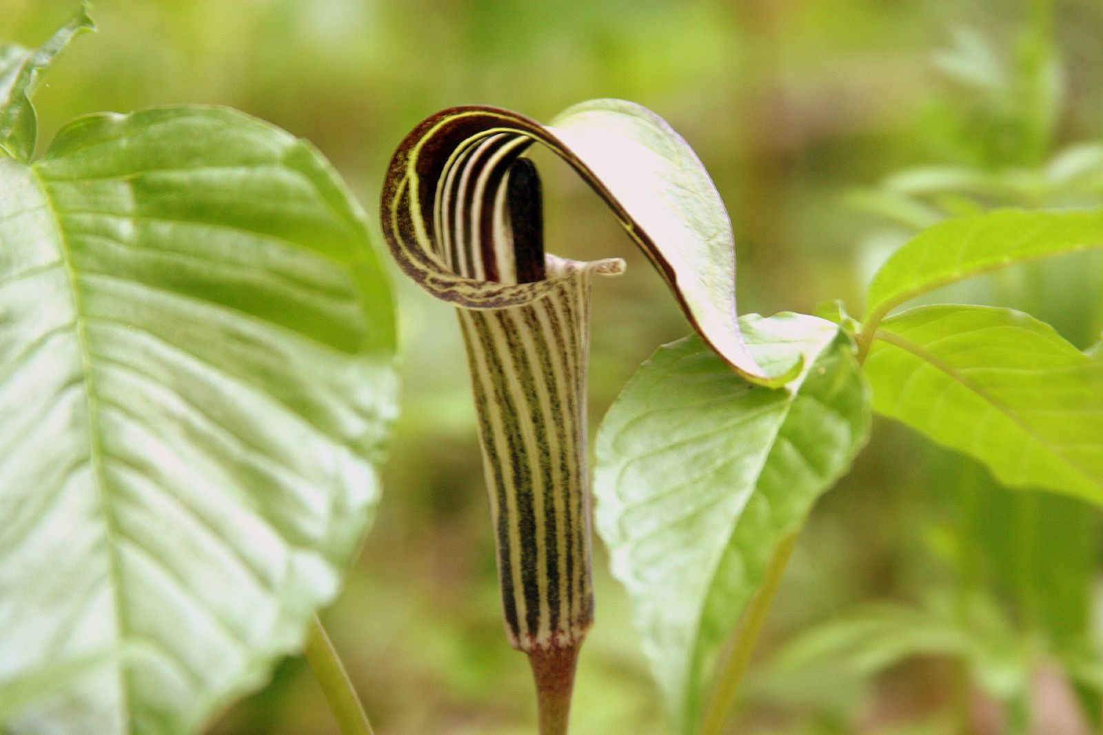 jack-in-the-pulpits and cobra lilies (Genus Arisaema) · iNaturalist