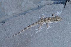 Tenuidactylus caspius