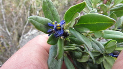 Monnina salicifolia