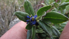 Monnina salicifolia