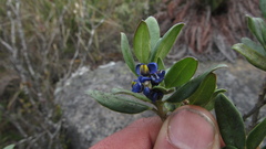 Monnina salicifolia