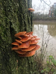 Flammulina velutipes