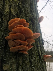 Flammulina velutipes