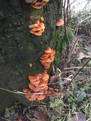 Flammulina velutipes