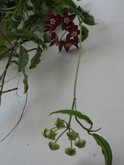 Hoya imperialis