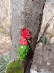 Opuntia dejecta