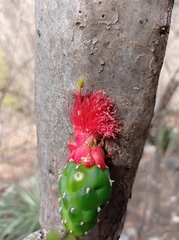 Opuntia dejecta