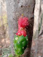 Opuntia dejecta