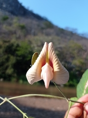 Centrosema macrocarpum